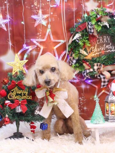 20231203モコちゃん